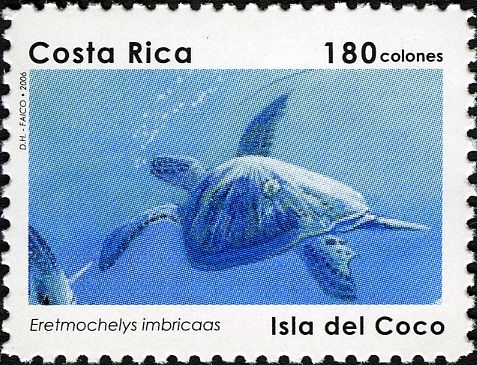 Hawksbill Turtle (Eretmochelys imbricata)