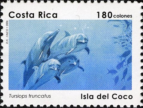 Common Bottlenose Dolphin (Tursiops truncatus)