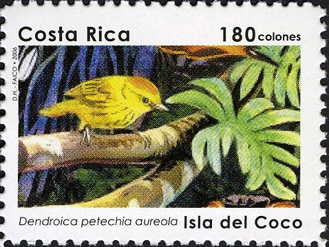 Yellow Warbler (Dendroica petechia aureola)