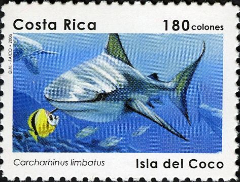 Blacktip Shark (Carcharhinus limbatus)