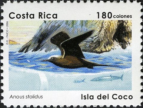 Brown Noddy (Anous stolidus)