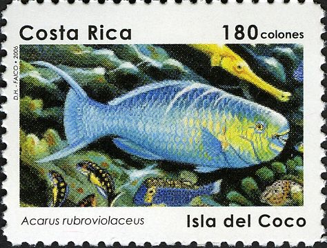 Ember Parrotfish (Acarus rubroviolaceus)