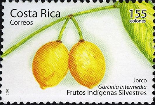 Garcinia intermedia