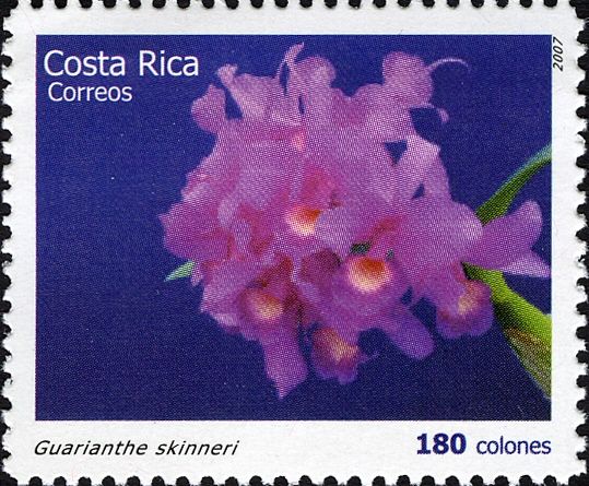 Guarianthe skinneri