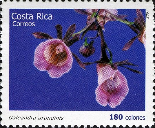 Galeandra arundinis