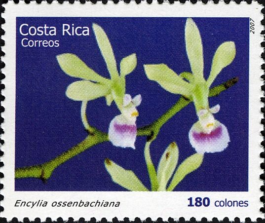 Encyclia ossenbachiana