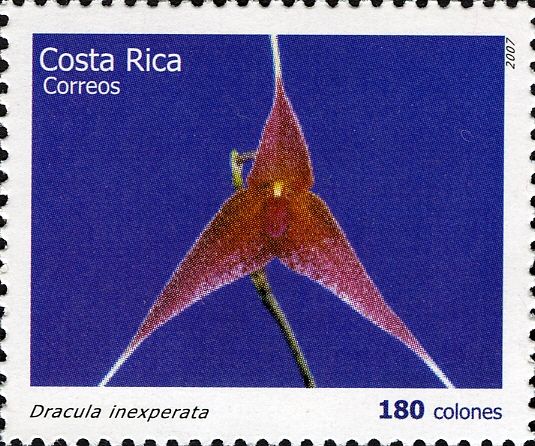 Dracula inexperata