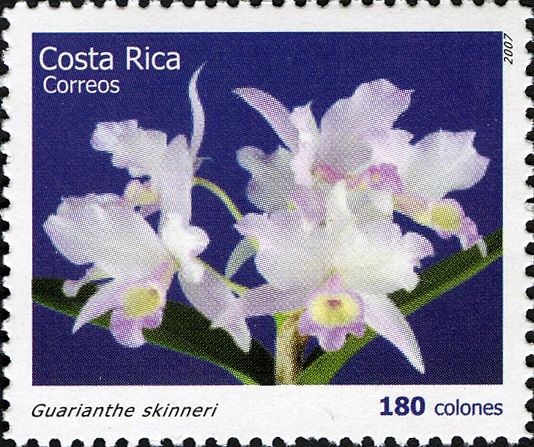 Gurianthe skinneri