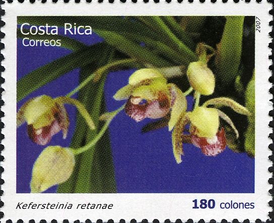 Kefersteinia retanae