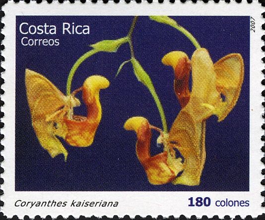 Coryanthes kaiseriana