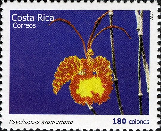 Psychopsis krameriana