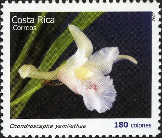 Chondroscaphe yamilethae