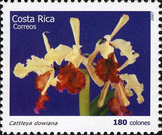 Cattleya dowiana