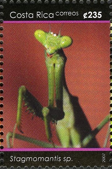Praying Mantis (Stagmomantis sp.)