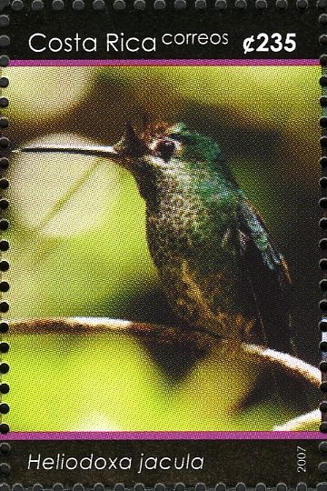 Green-crowned Brilliant (Heliodoxa jacula)