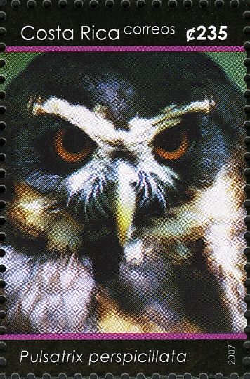 Spectacled Owl (Pulsatrix perspicillata)