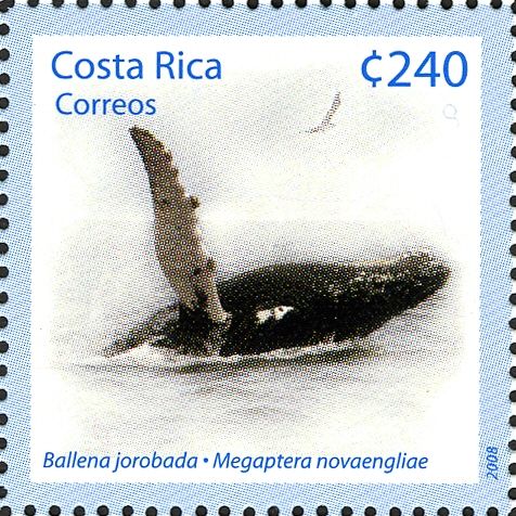 Humpback Whale (Megaptera novaeangliae)