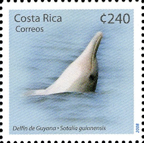 Guiana Dolphin (Sotalia guianensis)