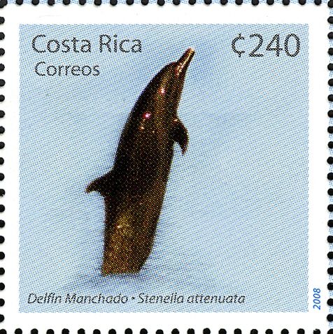 Pantropical Spotted Dolphin (Stenella attenuata)
