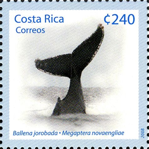 Humpback Whale (Megaptera novaeangliae)