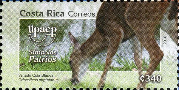 White-tailed Deer (Odocoileus virginianus)