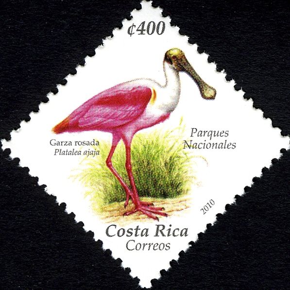 Roseate Spoonbill (Platalea ajaja)