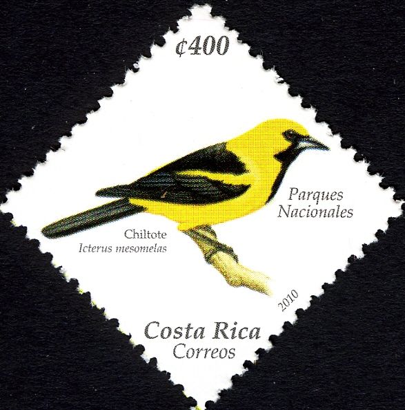 Yellow-tailed Oriole (Icterus mesomelas)