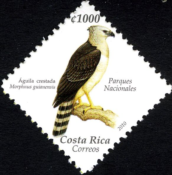 Crested Eagle (Morphnus guianensis)