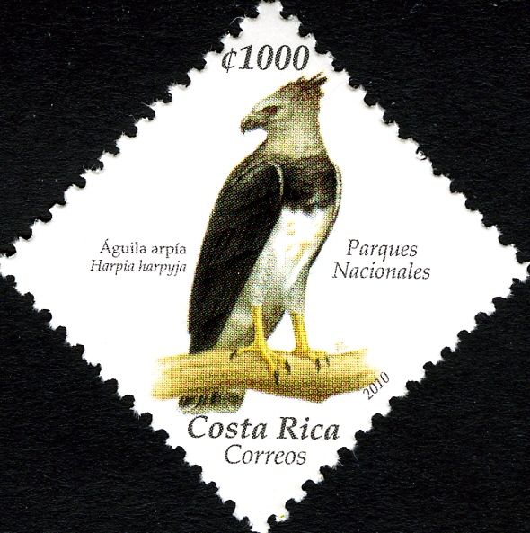 Harpy Eagle (Harpia harpyja)