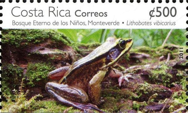 Green-eyed Frog (Lithobates vibicarius)