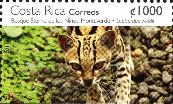Margay (Leopardus wiedii)