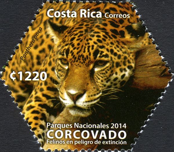 Corcovado National Park - Jaguar