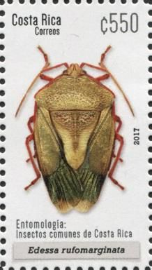 Red-bordered Stink Bug (Edessa rufomarginata)