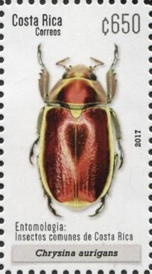 Chrysina aurigans