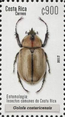 Golofa costaricensis
