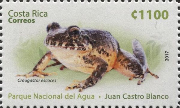 Heredia Robber Frog (Craugastor escoces)