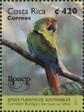 Great Green Macaw (Ara ambiguus)