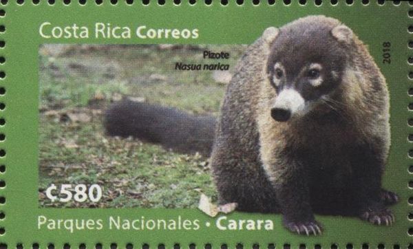 Carara National Park: White-nosed Coati (Nasua narica)