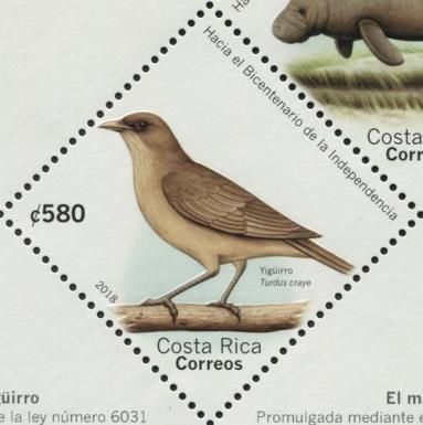 Clay-colored Thrush (Turdus grayi)