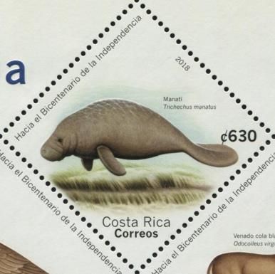 West Indian Manatee (Trichechus manatus)