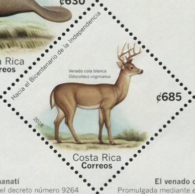White-tailed Deer (Odocoileus virginianus)
