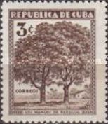 Mango trees at Baragua