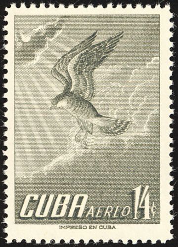 Gundlach's Hawk (Accipiter gundlachi)