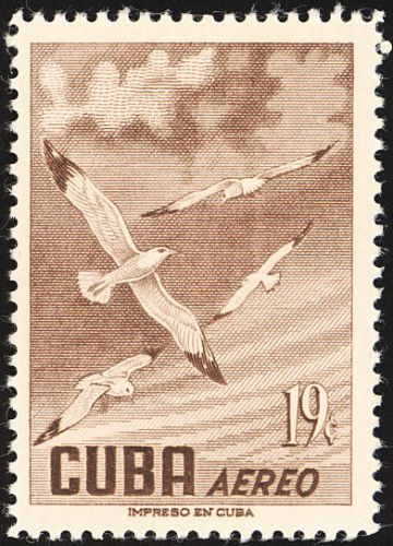 European Herring Gull (Larus argentatus)