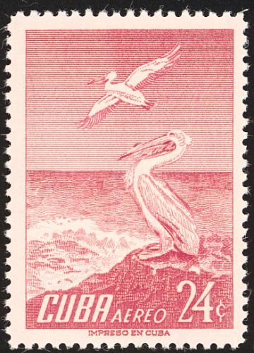 American White Pelican (Pelicanus erythrorhynchus)