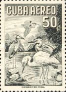 Great Blue Heron (Ardea herodias respens)