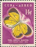 Fairy Yellow (Eurema daira ssp. ebriola)