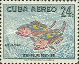 Tobacco Basslet (Serranus tabacarius)