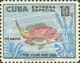Blackfin Snapper (Lutianus buccanella)