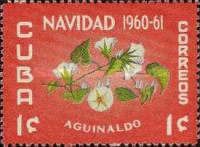 Ipomoea